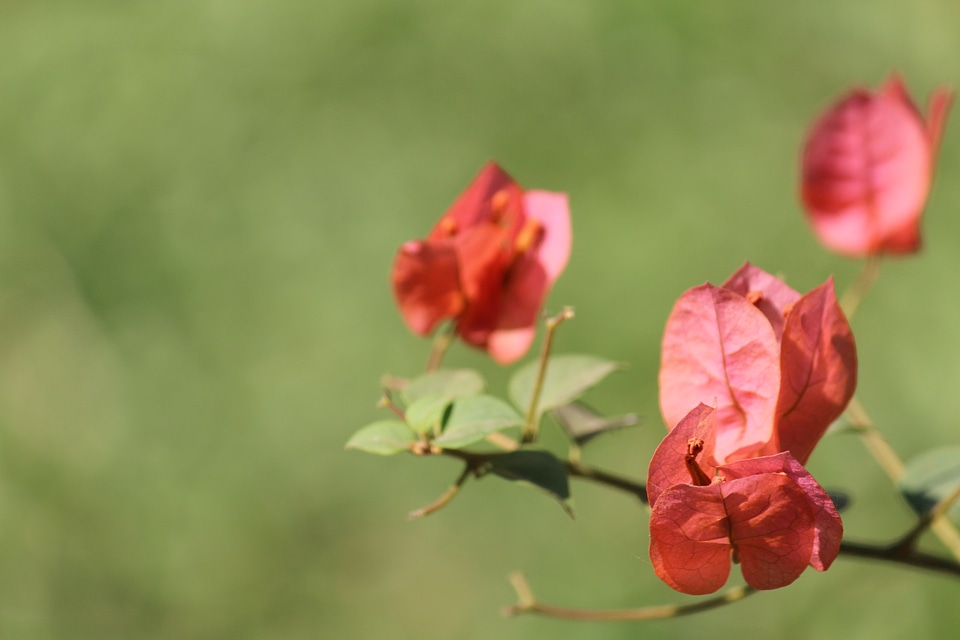 Red Leaves Flowers
