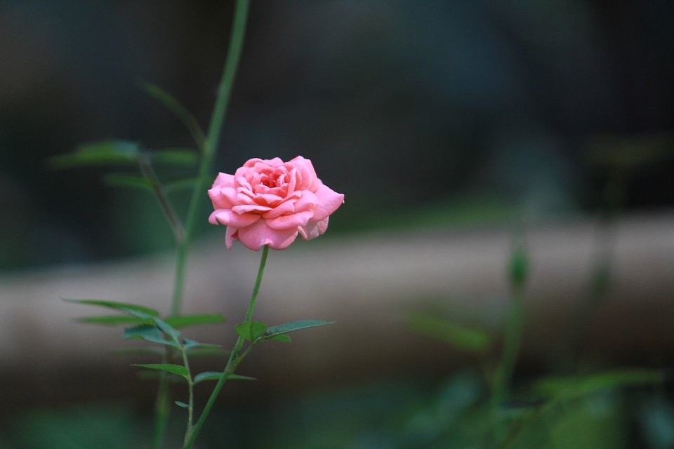 Pink Rose Dark Background