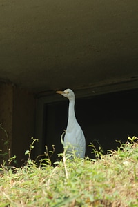 White Bird photo