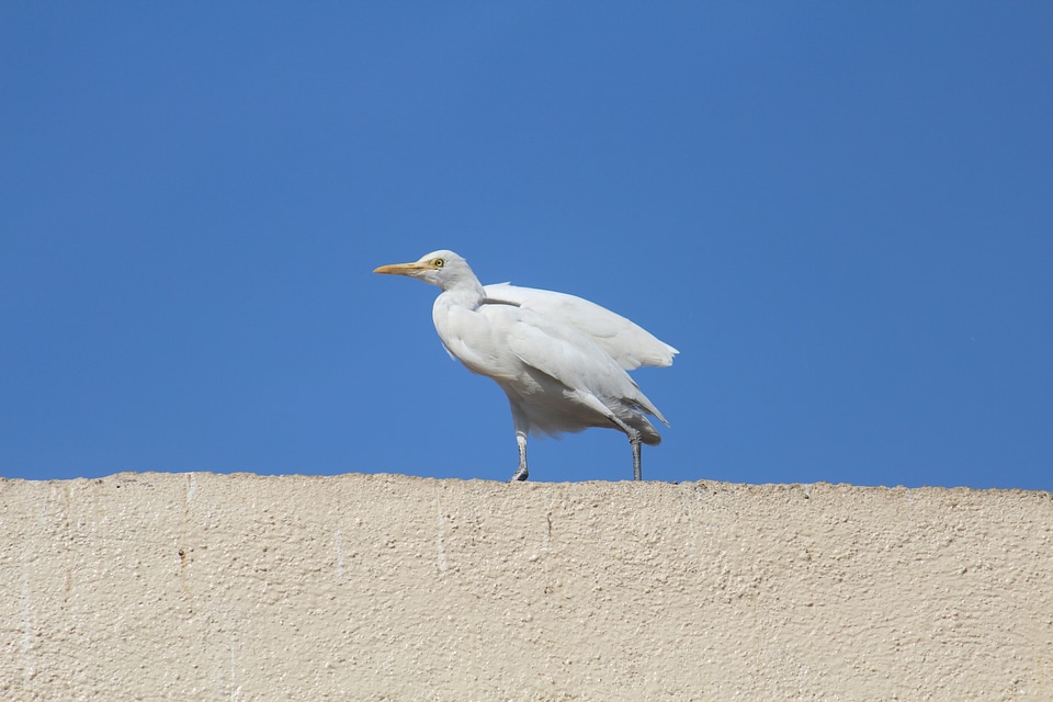 White Bird Beautiful