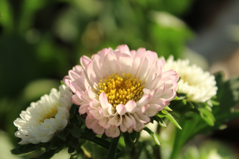 Beautiful Light Flower 2