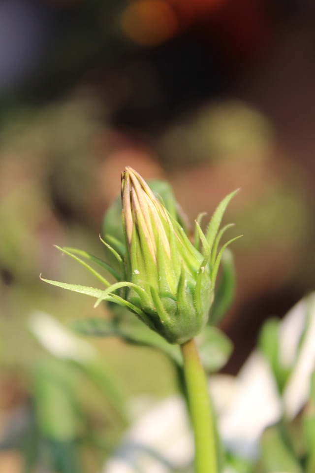 Flower Bud 2