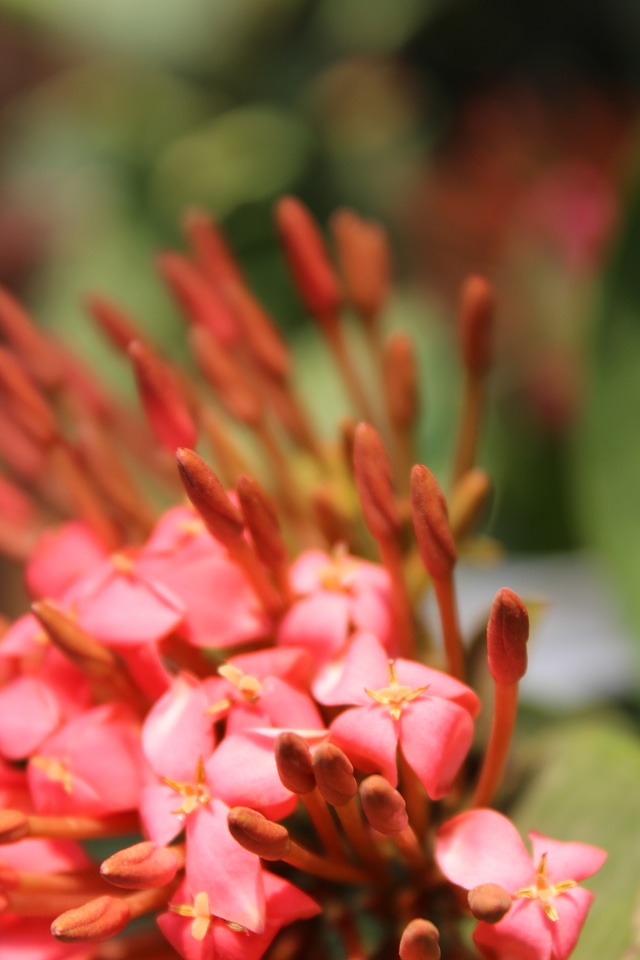 Bunch Of Flowers