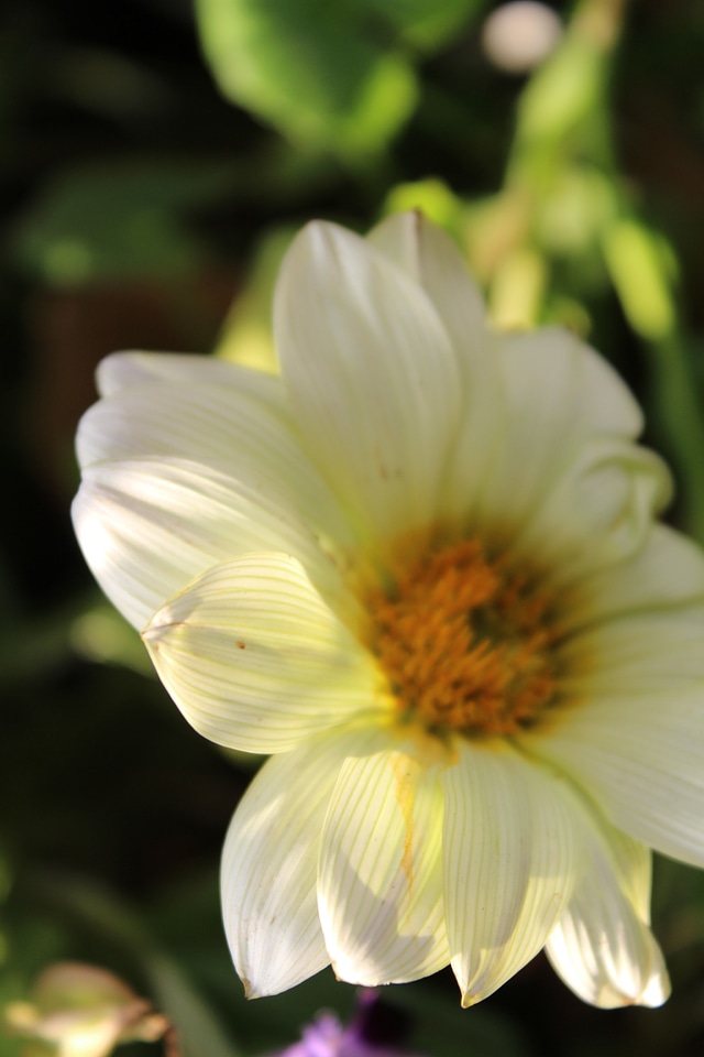 Flower White Greenish