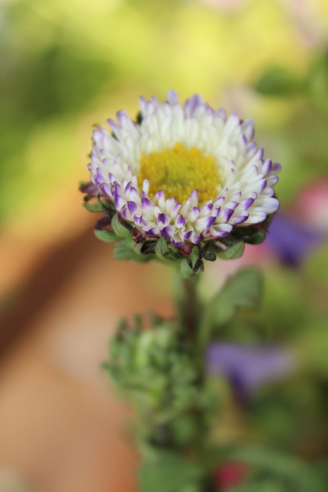 Beautiful Flower