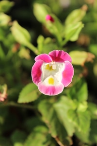 Magenta White Small Flower photo