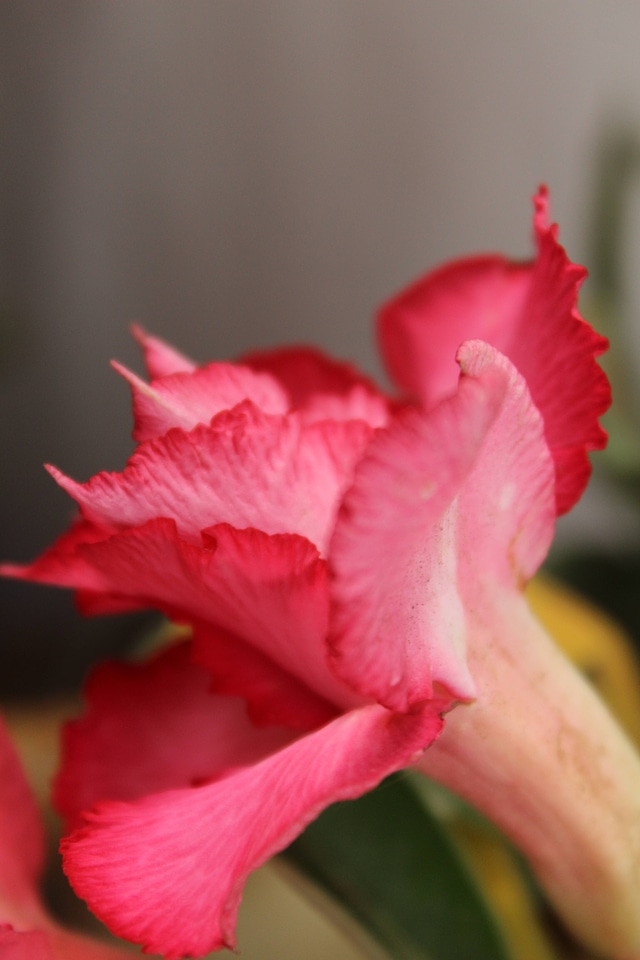 Pink Flower Floral