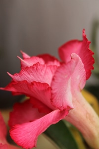 Pink Flower Floral