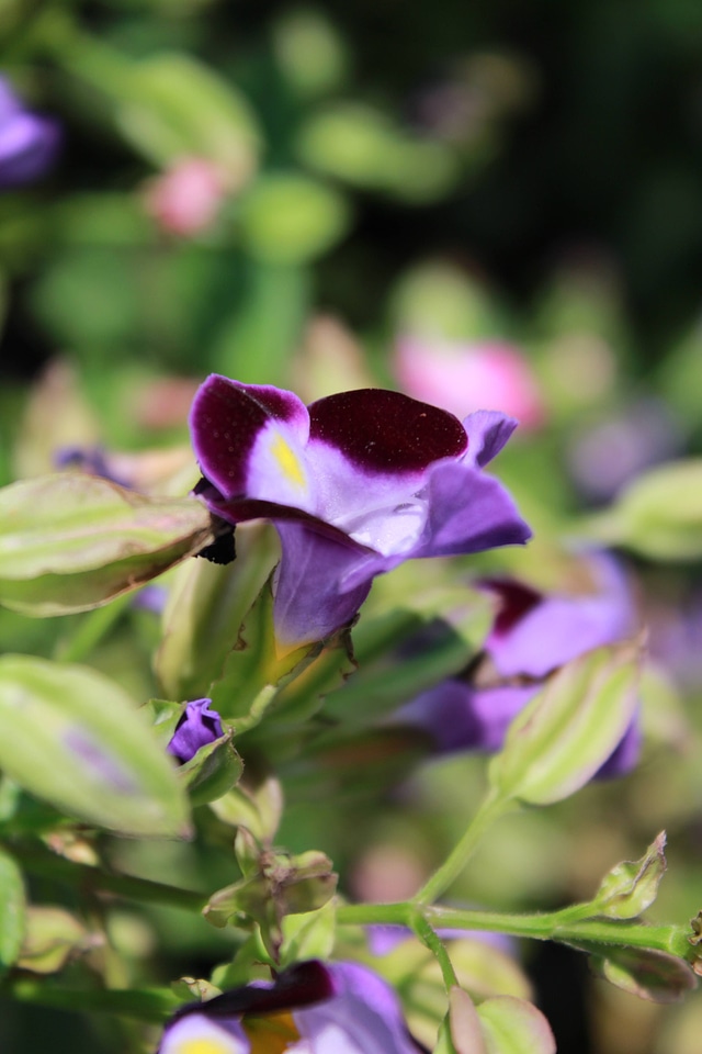Purple Violet Flower