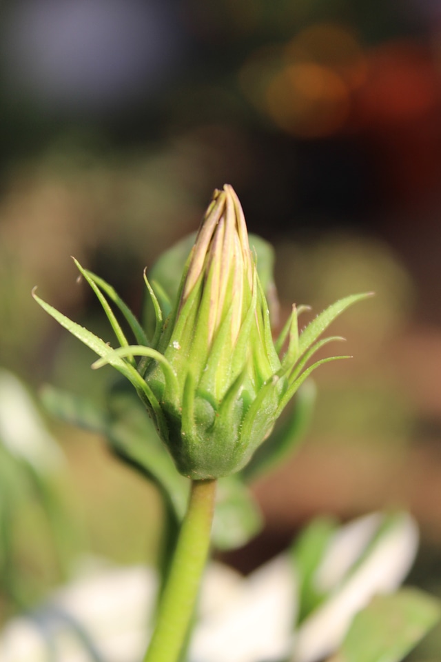 Flower Bud