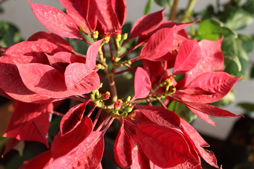 Red Leaves Plant Flower