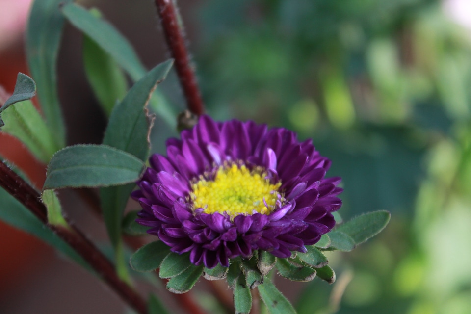 Violet Yellow Flower