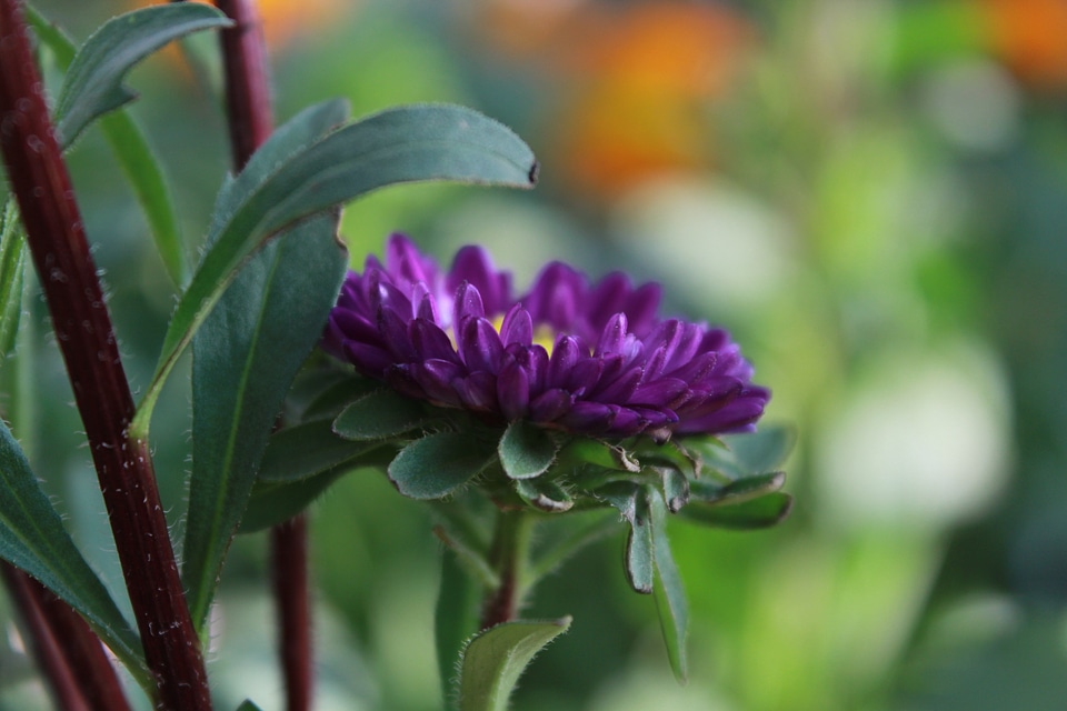 Violet Yellow Flower Side