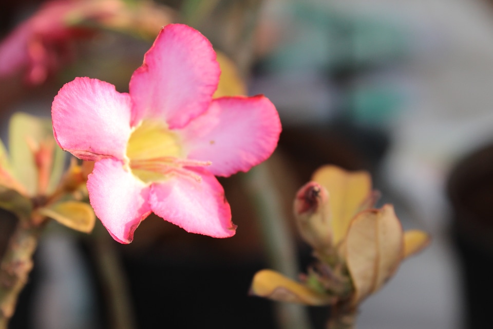 Wild Flower Pink