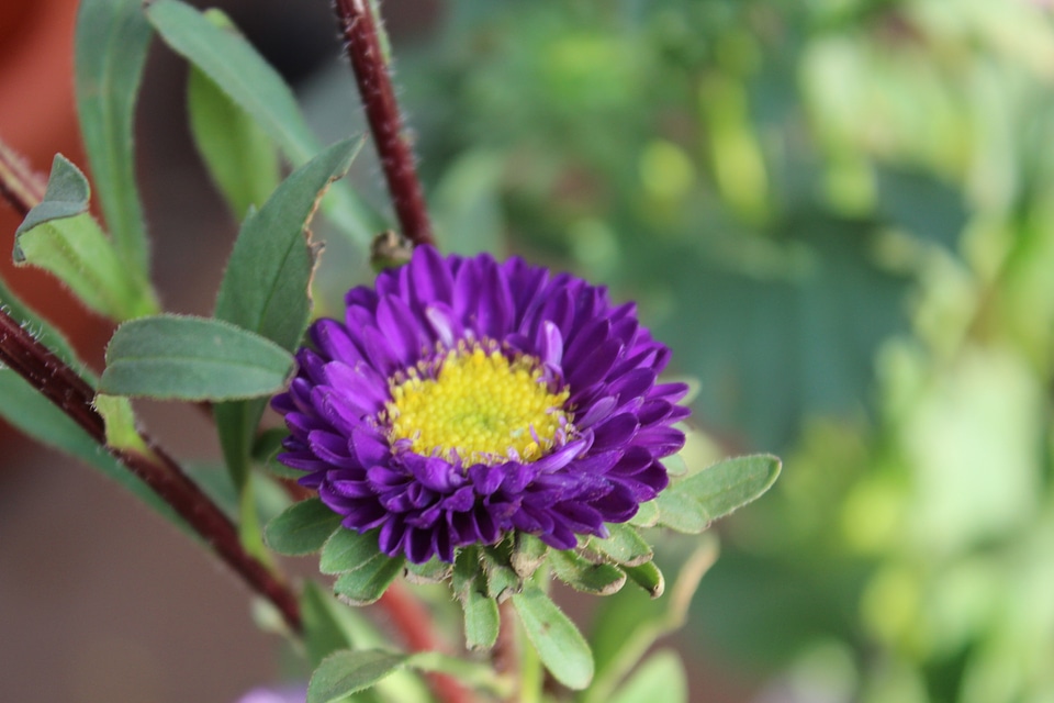 Violet Flower Yellow