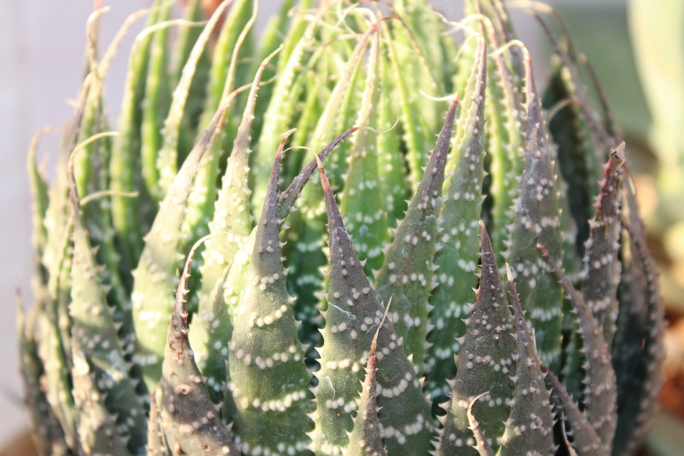 Thorny Plant Cactus