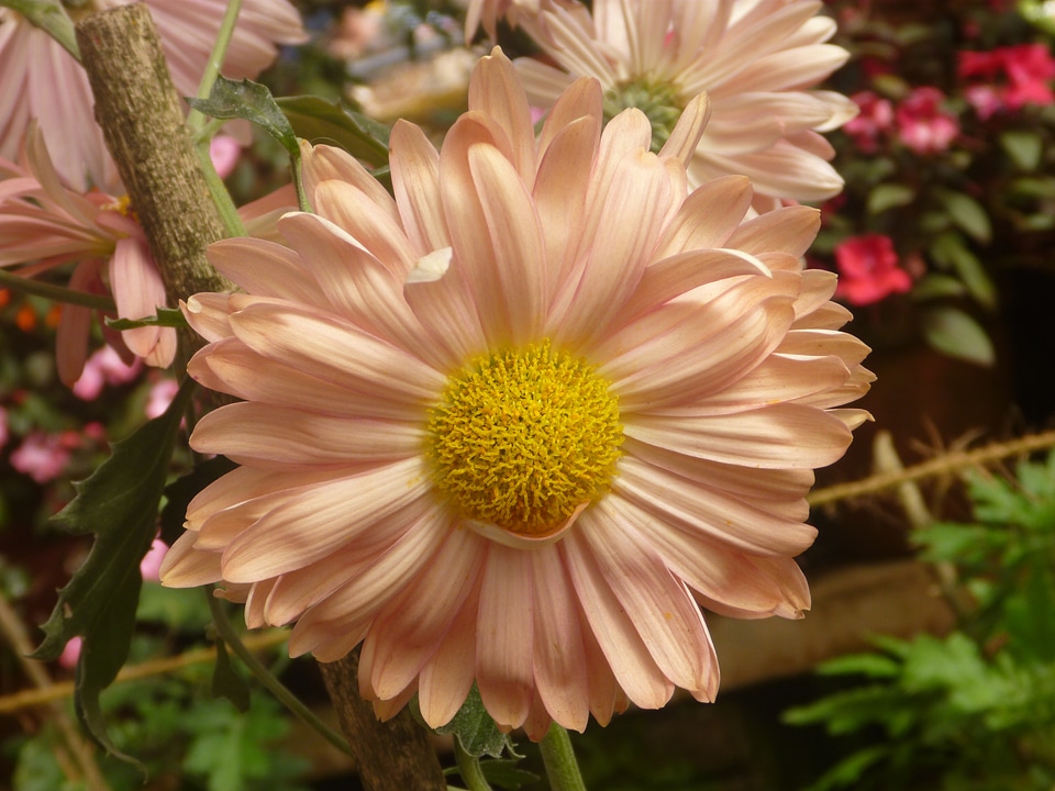 Beautiful Flower Cream