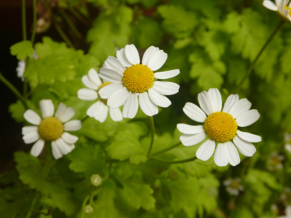 Beautiful White Flowers Garden