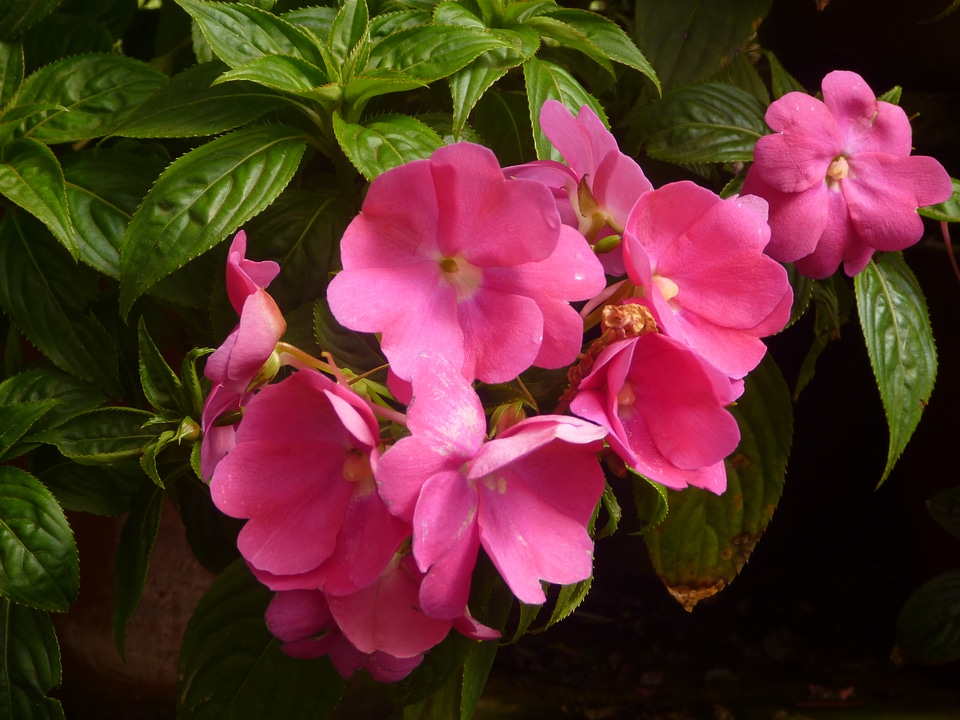 Group Bunch Flowers