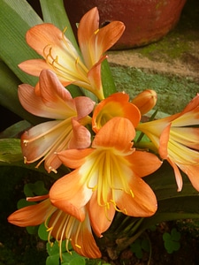 Nice Flower