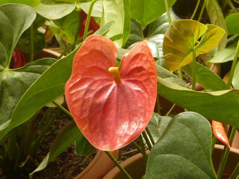 Potted Plant Red Leaf