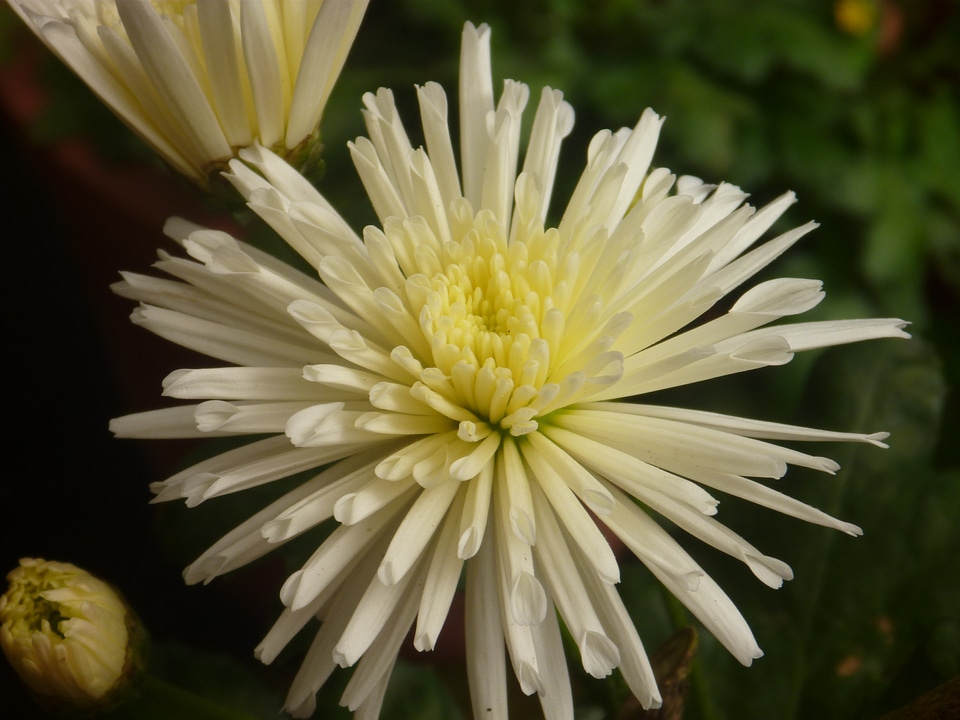 Nice Looking Flower
