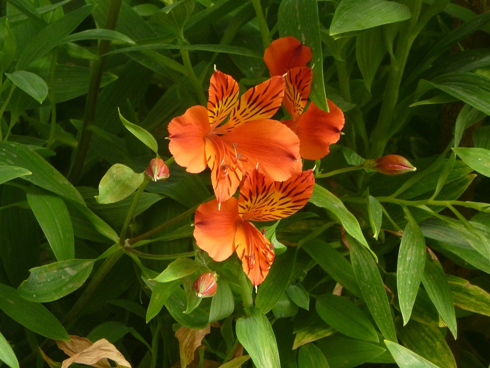 Small Orange Flowers