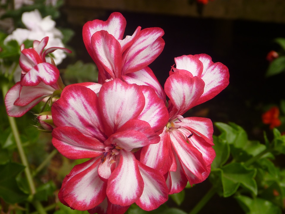 Unique Red White Flowers