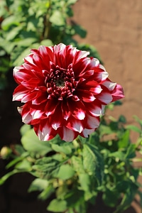 Bloom Flower Lovely