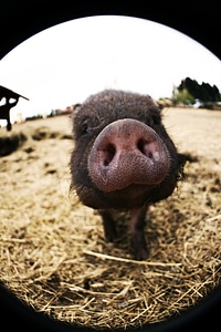 Smell snout piglet photo