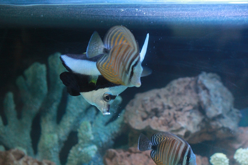 Angel Fish photo