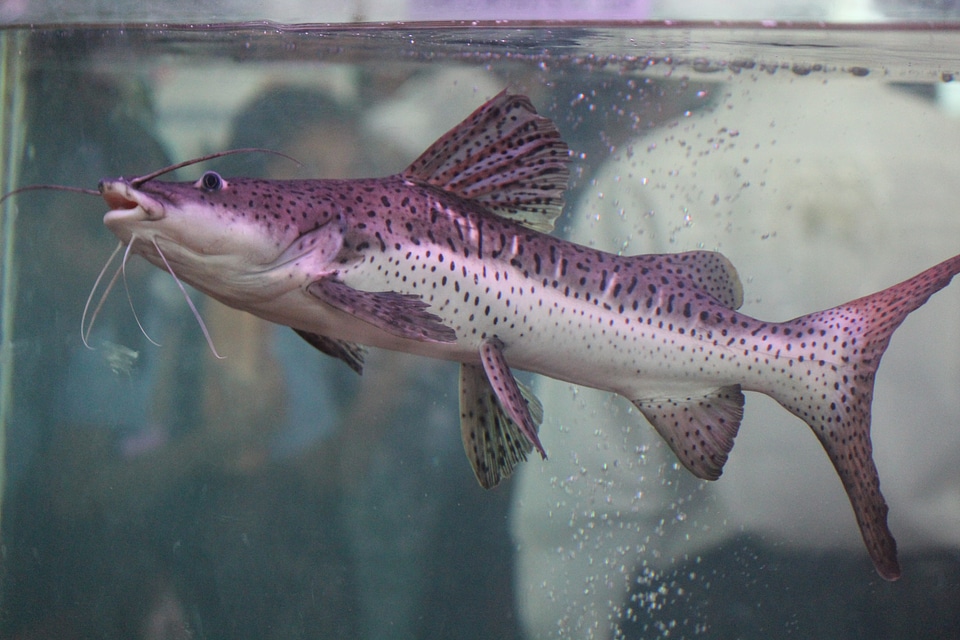 Catfish Water Tank