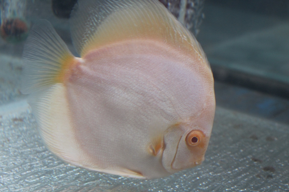 Cream Colored Fish