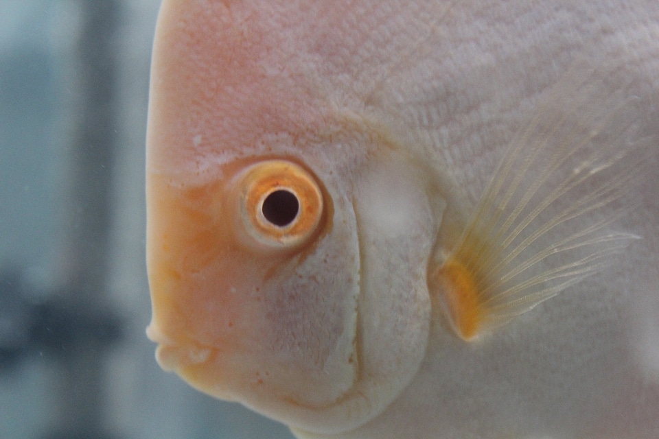 Cream White Fish Face photo