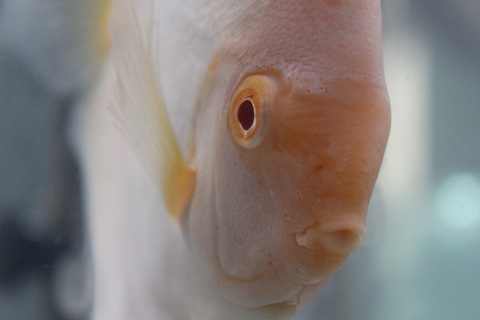 Cream White Fish Front