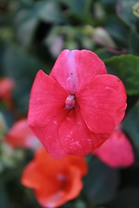 Flower Pink Red photo