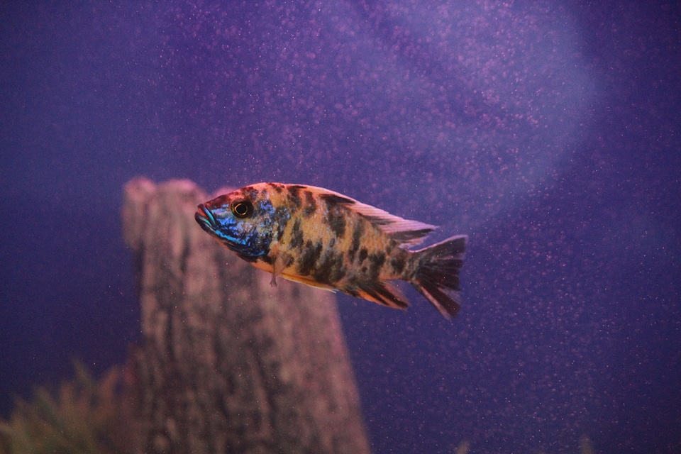 Fish In Purple Waters photo