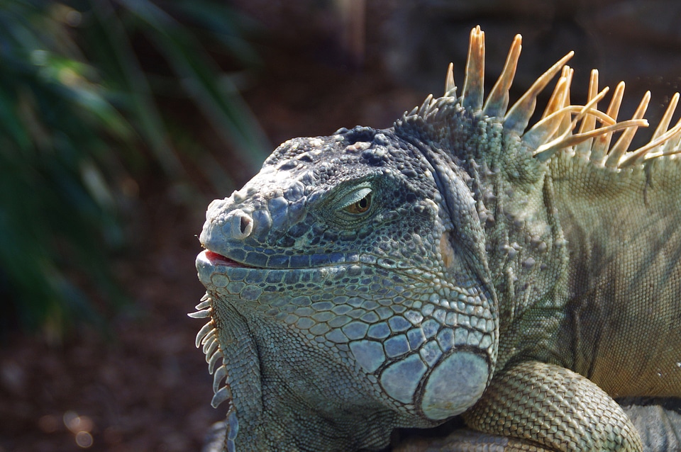 Lizard kaltblut scale