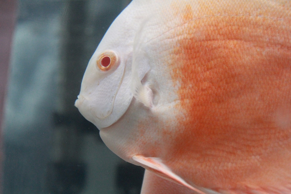 White Orange Fish Closeup
