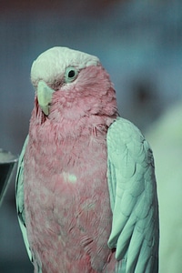 White Pink Bird photo