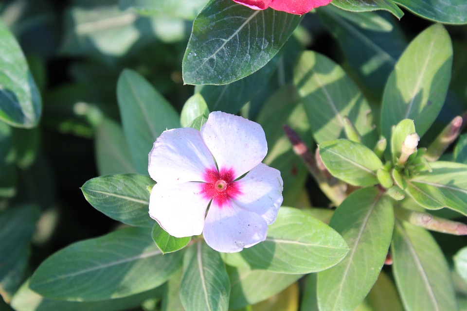 White Pink Flower