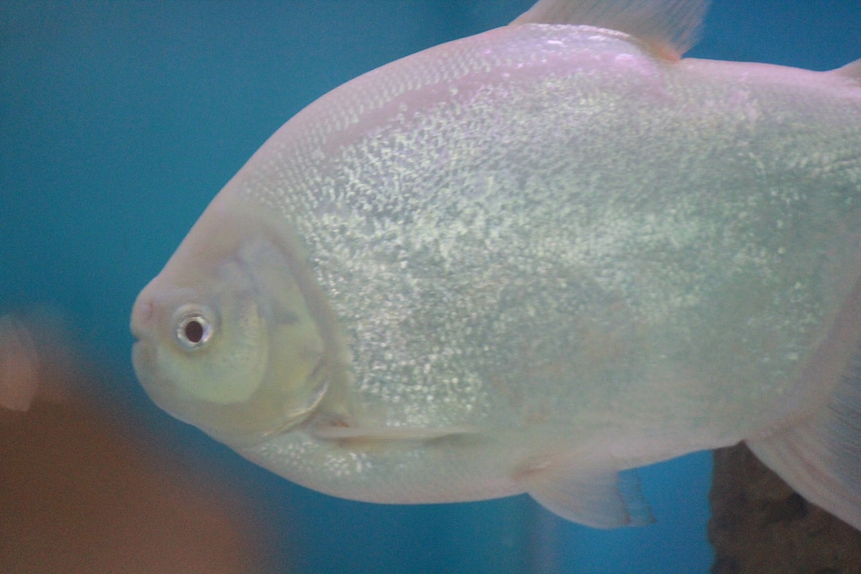 White Silver Fish Close Up
