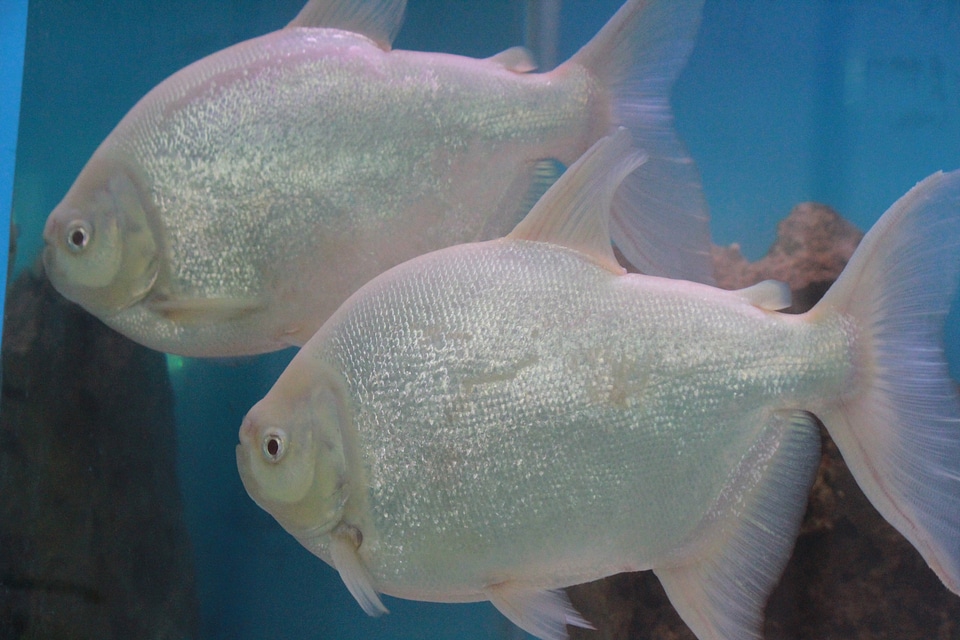 White Silver Fish Couple