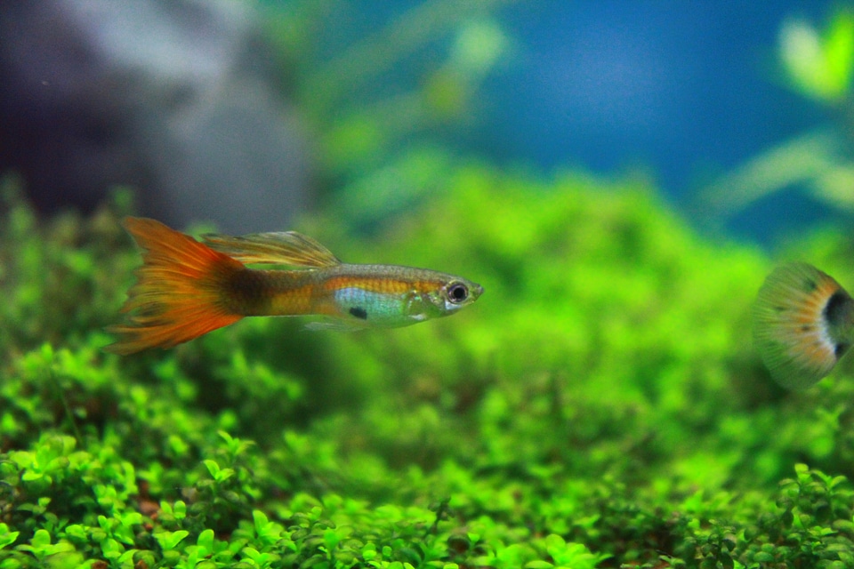 Tiny Fish Swimming