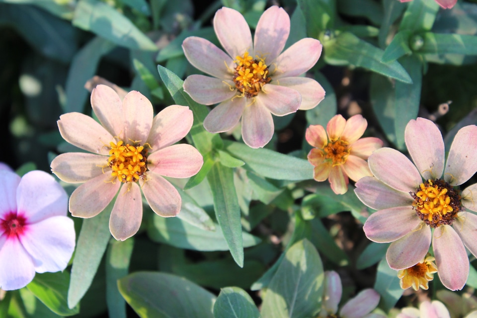 Wild Flowers Group