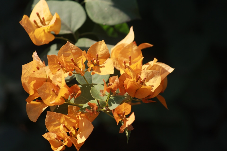 Beautiful Yellow Flower Leaves