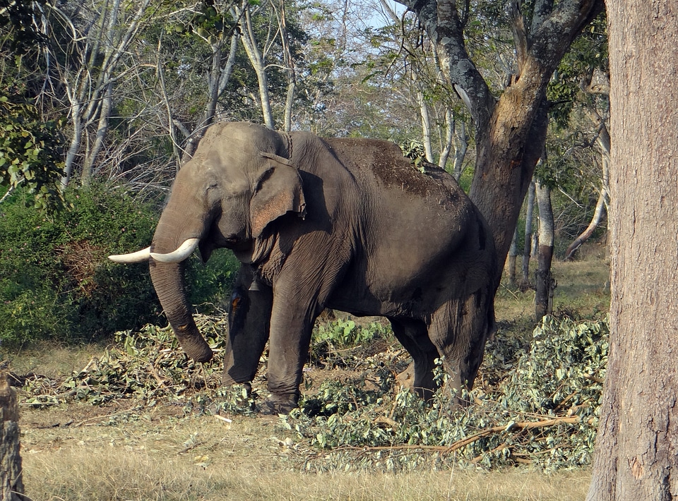 Animal mammal wildlife