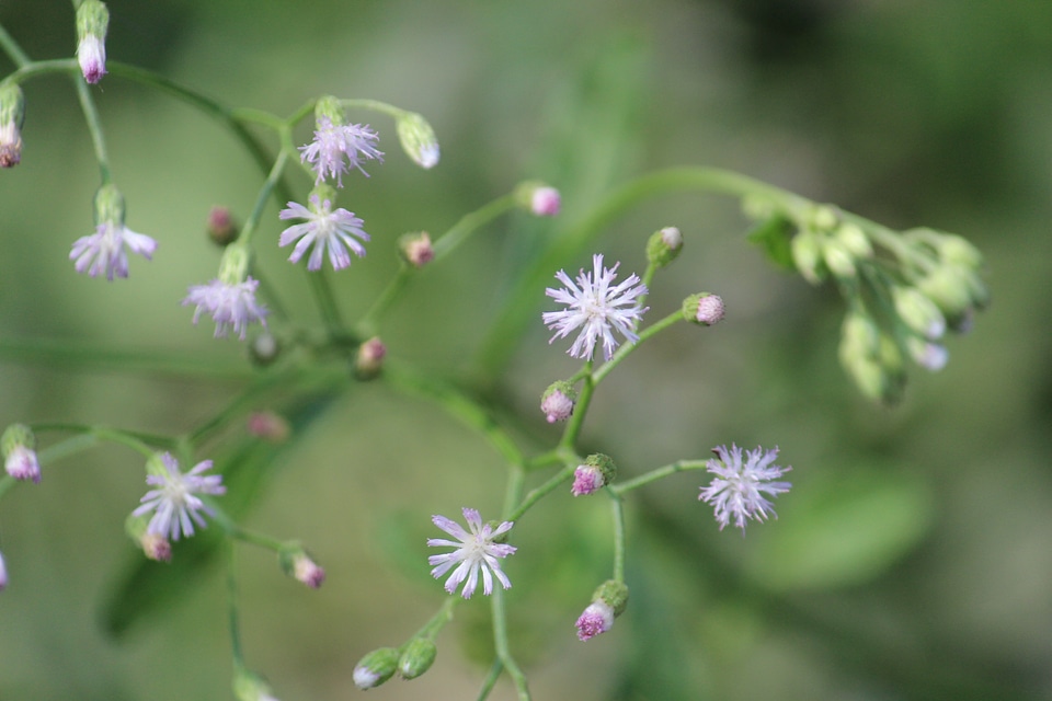 Blue Purple Flowers