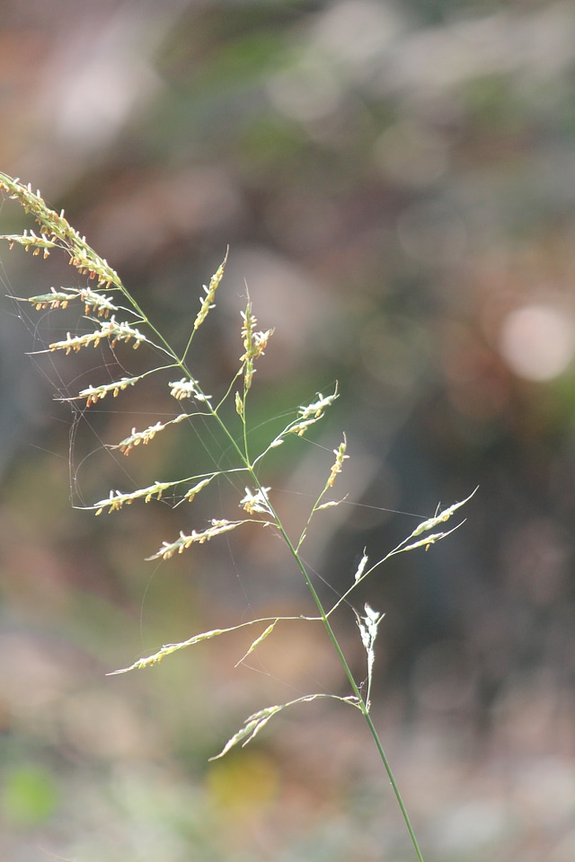 Bush Reed