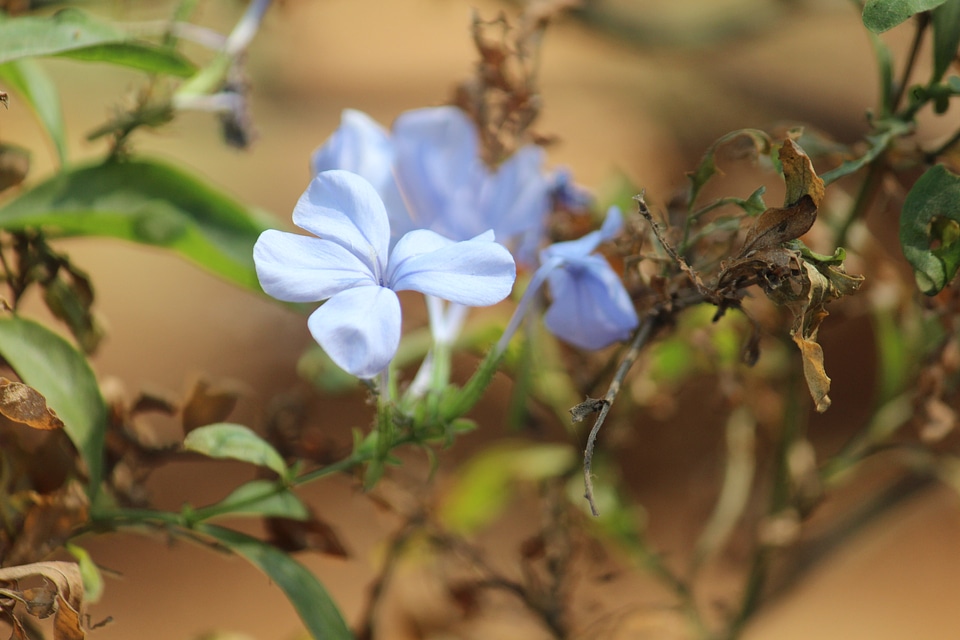 Dried Leaves Flower